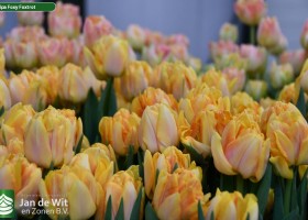 Tulipa Foxy Foxtrot ® (3)